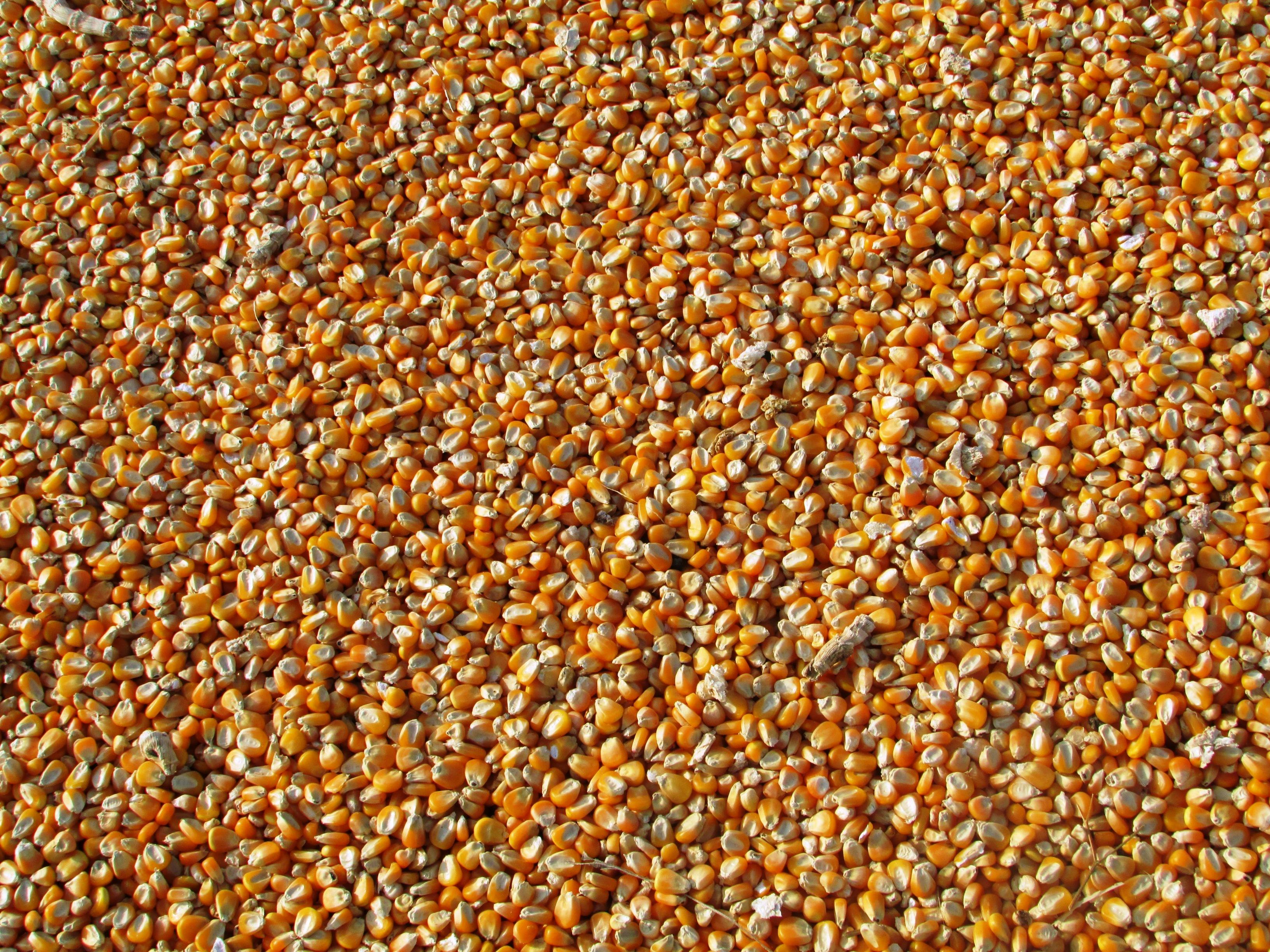 Yellow corn kernels